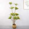 1.6-meter tall, 10-headed, 5-stem golden banyan tree, green