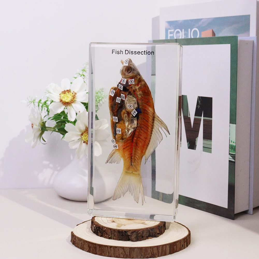 Real Fish Resin Specimen Taxidermy Animal Fish Dissection Educational Toys for High School