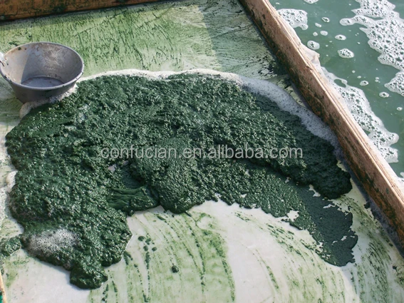 algae plant base-5.jpg