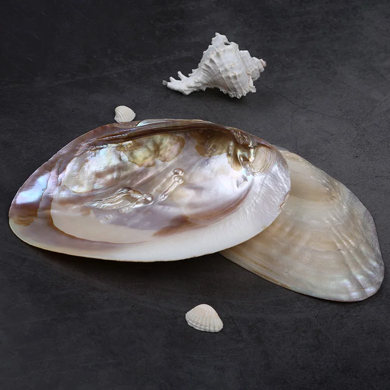 Beautiful Fresh water shell carved comb BC3538 