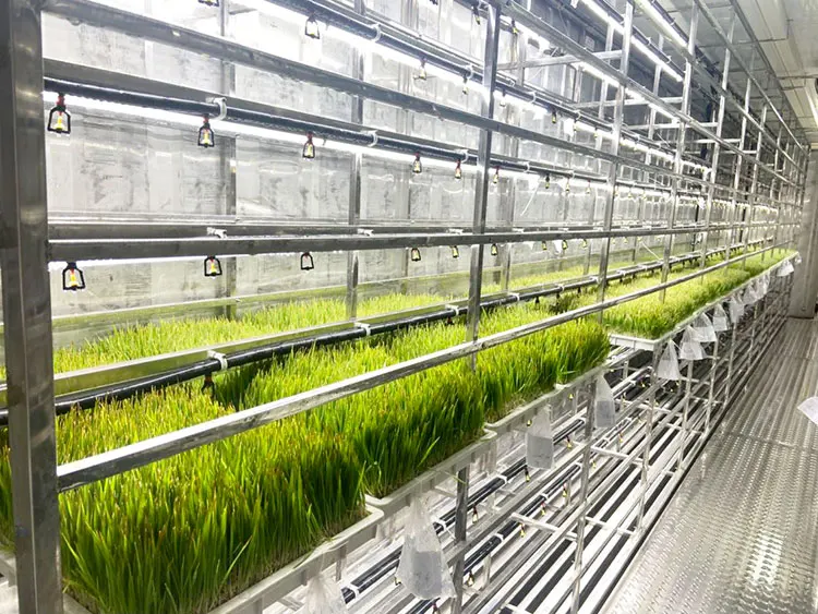 40HQ Hydroponics Barley Fodder Sprouting Container for Farm