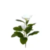 Magnolia white-50cm