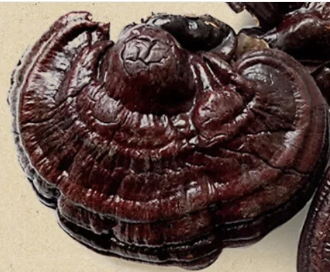 Dried Lingzhi Mushroom Cultivation Ganoderma Lucidum Meat Mushroom