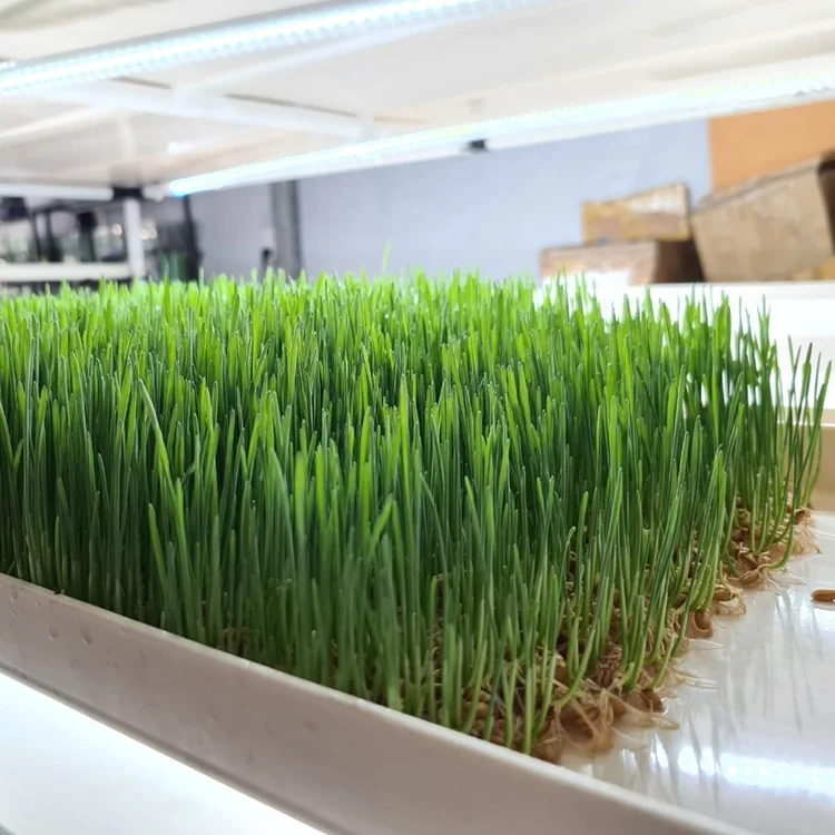 Barley Microgreen Growing System Hydroponic PVC Rack Hydroponic Grow Shelves System