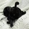 Formica nera