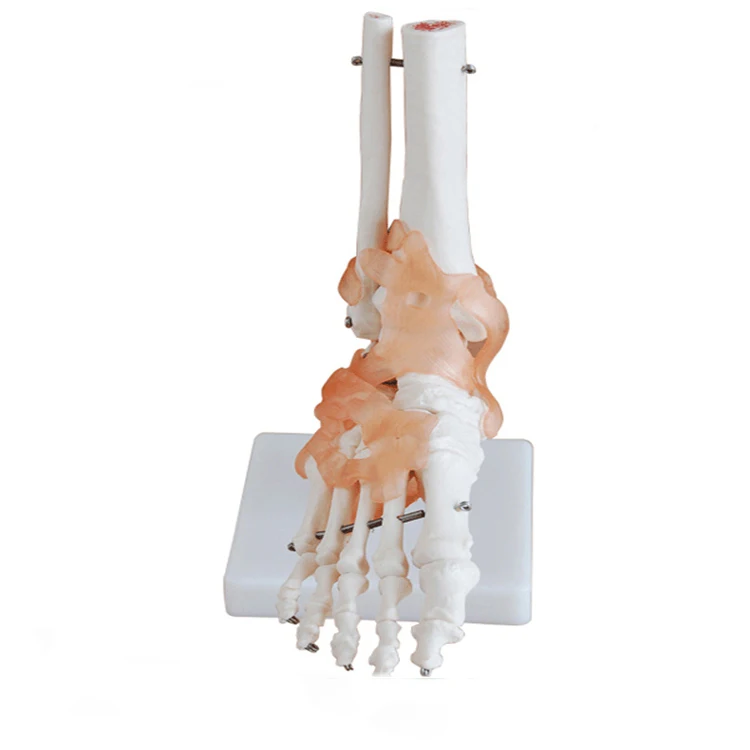 30x18x11cm Human Skeleton Model , Pvc 0.8kg Anatomical Foot Model