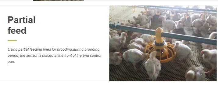 Floor Galvanized Chicken Feeding Line Automatic Feeding Machine For Poultry