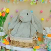 gray bunny