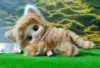 Yellow cat