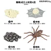 4-Piece Spider Life Cycle Set Style A
