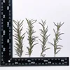 MH715 Midiexiangzhi Natural green