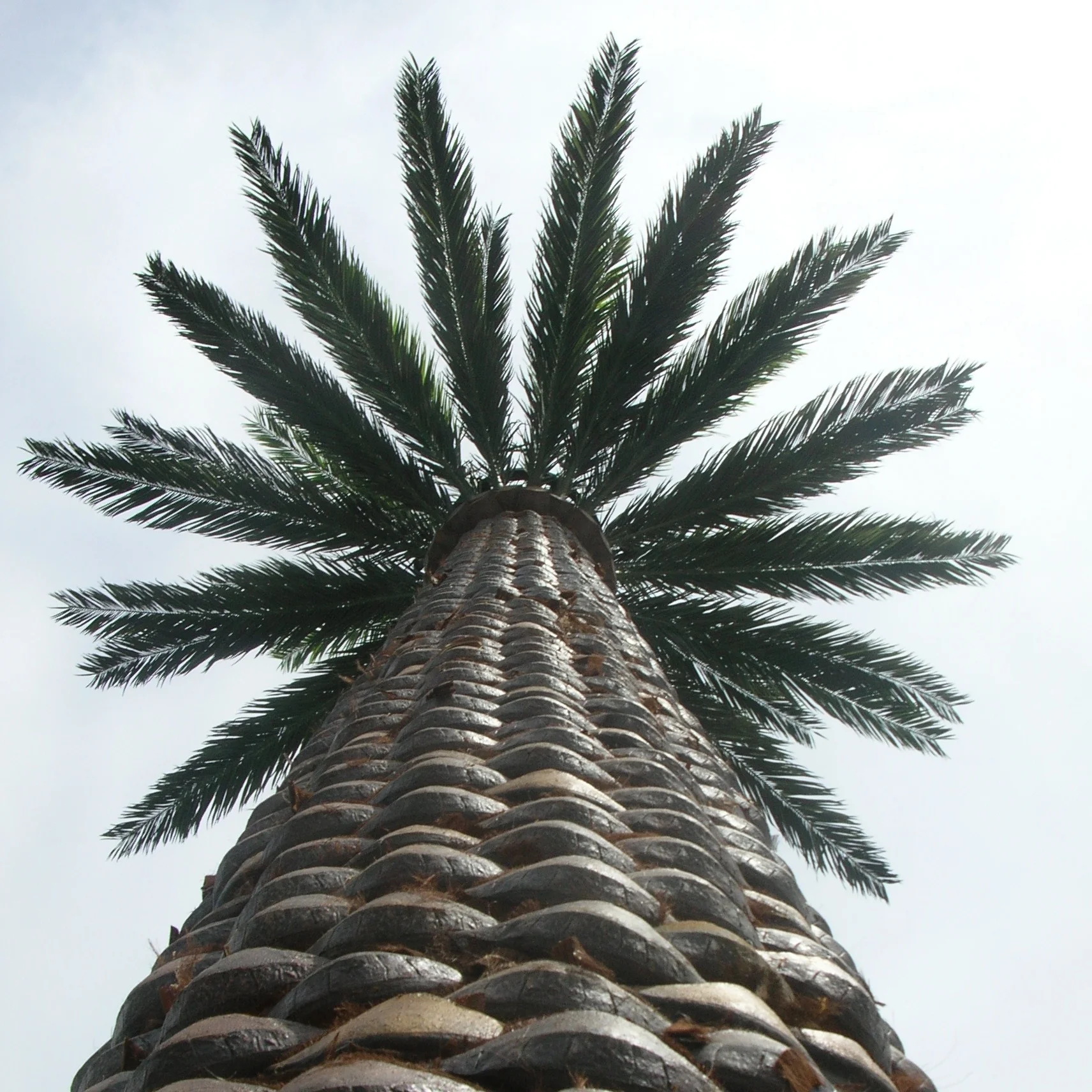 Palmetræ Camoufleret Kommunikationsmonopol