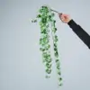 Hierba de moneda de cobre con manchas verdes y blancas montadas en la pared