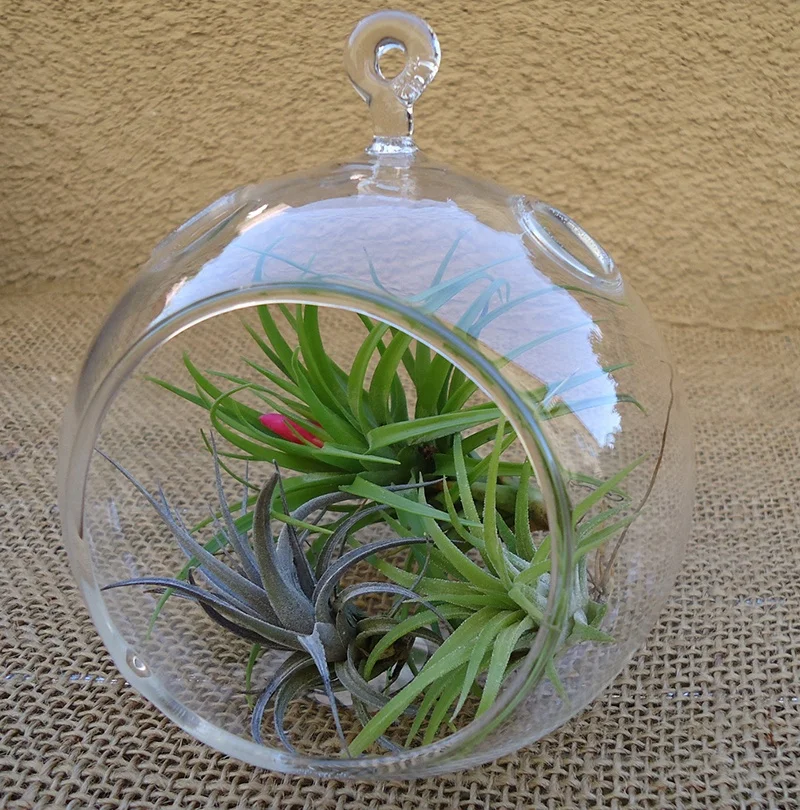 MH-Q049 красивый растительный Террариум для дома декоративный предмет подвесной стеклянный шар