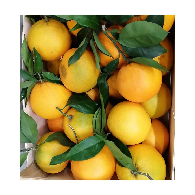 Italian Organic Fresh Organes Sell Fresh Navel Oranges Fruit