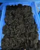 Birmano Riccio