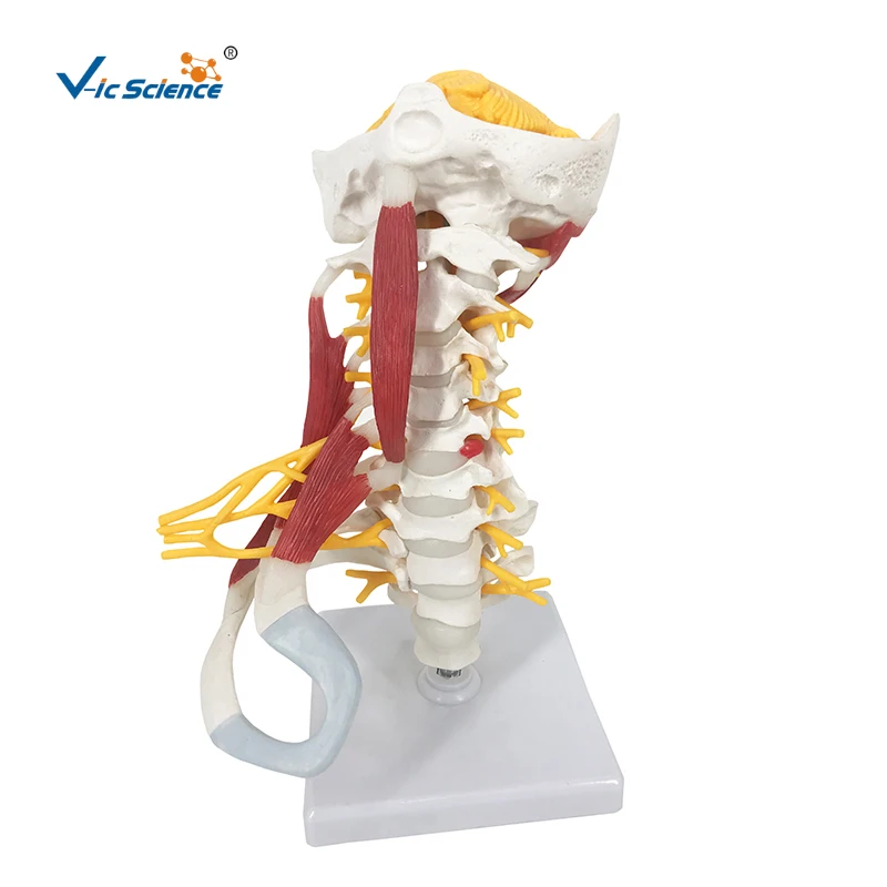 deluxe muscled cervical anatomy model anatomical model spine anatomical ...