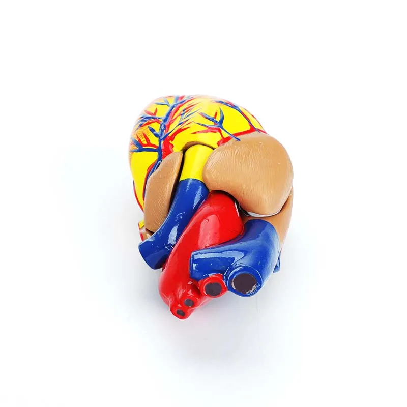 product medical cardiac anatomy human heart model for cardiology ultrasound surgery training-3