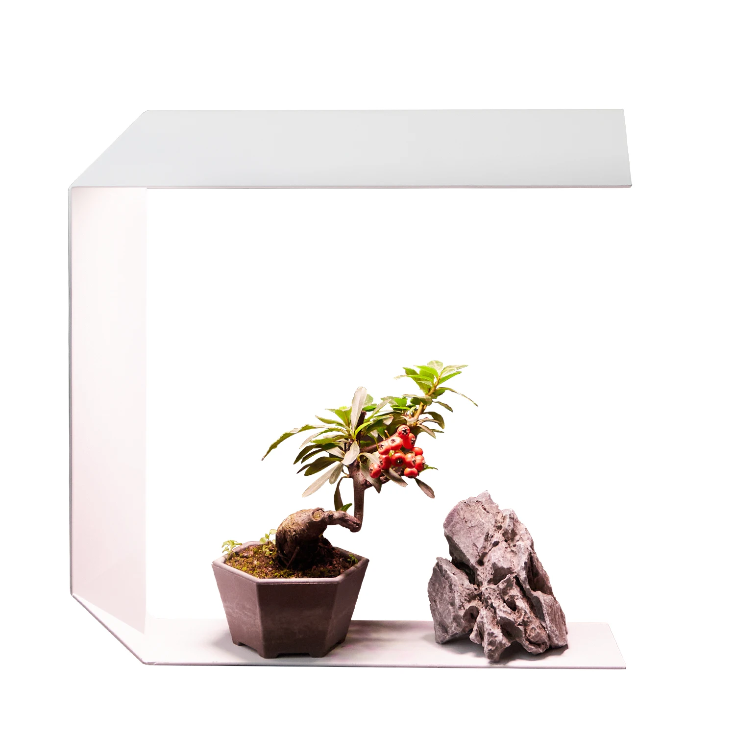 Ampoule horticole LED GU10 - Idéale pour plantes vertes, bonsaïs