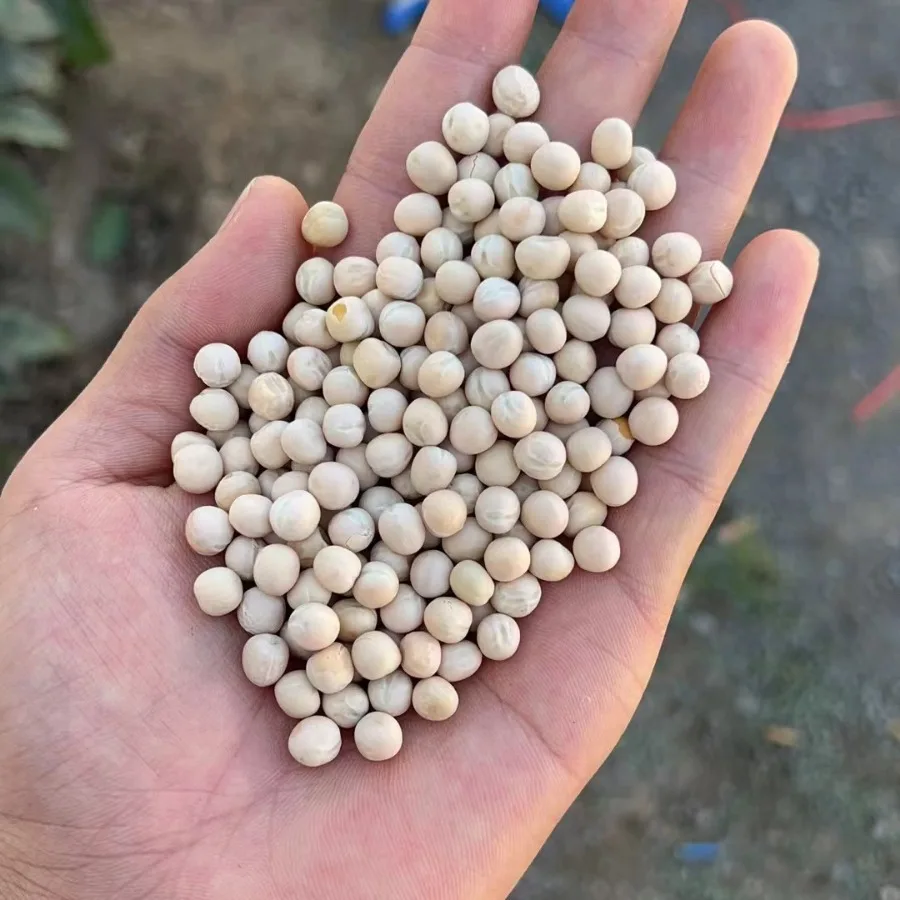 Wholesale White Peas Bean With Shell Grains Dry Bird Food Pigeon Feed
