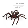Little black spider
