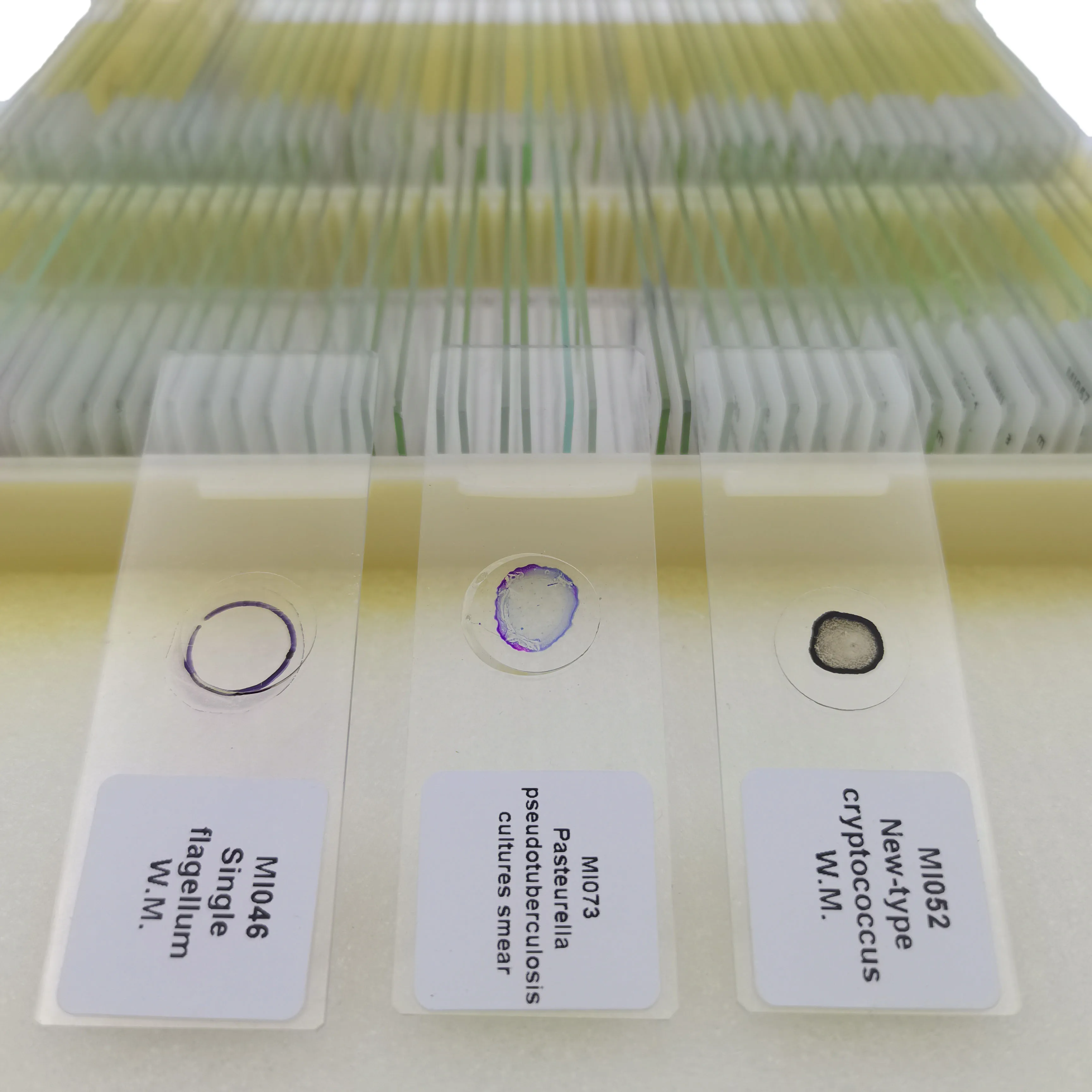 School Supplies Medical Microbiology Prepared Microscope Glass Slides