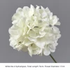 White No.6 Hydrangeas