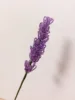 Lavanda viola