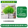 Árbol de arce de fibra de vidrio de 2 metros de altura (enlace para el depósito)