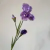 Alice iris morado