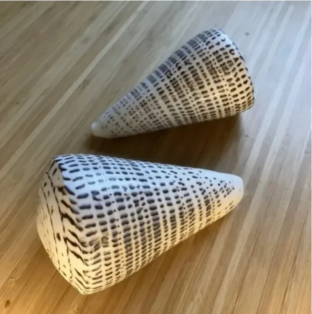 2024HIGH QUALITY PRODUCT to DECORATE/ LEOPARD CONE SHELL FROM VIETNAM/ GOOD PRICE and LARGE  QUANTITY for WHOLESALE