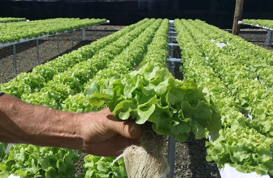 nft hydroponics