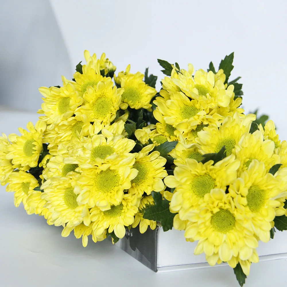 Competitive Price Small Sprayed Chrysanthemum Fresh Cut Flowers 10 ...