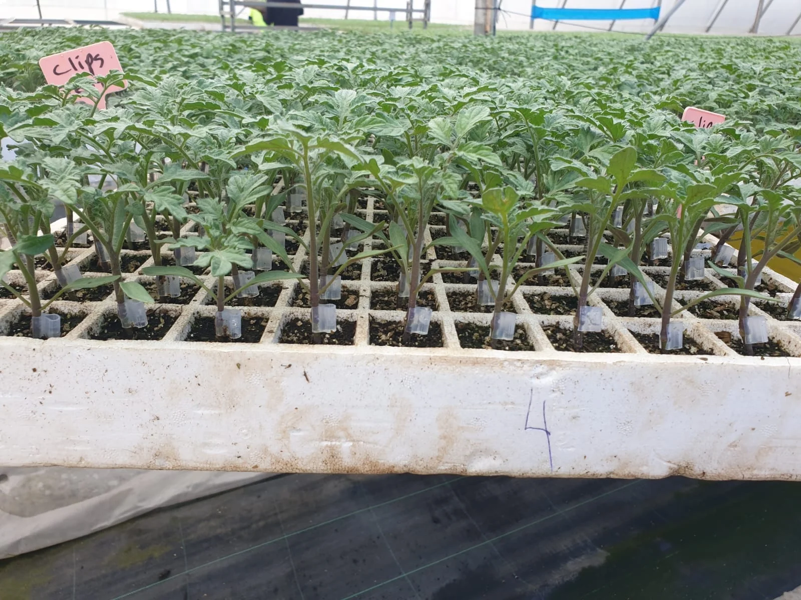 Clip Per Innesto Per Piante E Alberi – 20 Pezzi In ABS, Per Ortaggi, Frutta, Bonsai E Rose, Favorisce La Sopravvivenza