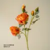 Tangerine hina rose