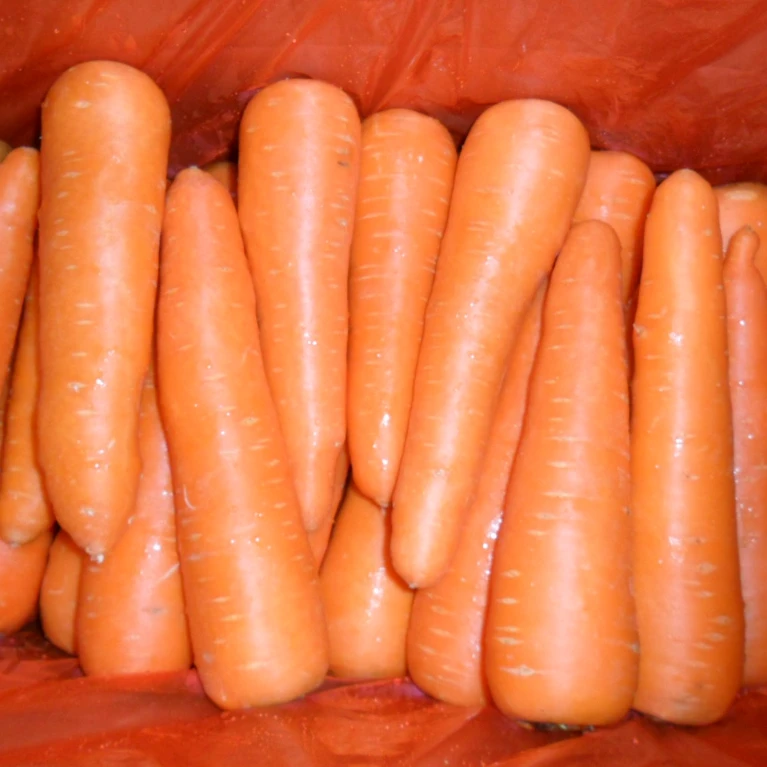 Купить морковь оптом. Круглая морковь. Морковь свежая вид тары.