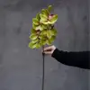 #8 orchidea