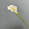 Calla blanc simple et commun