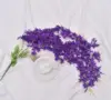 viola