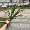 7-branch orchid grass-green