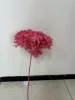 rosa sakura scuro