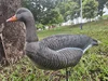 Ganso de Greylag