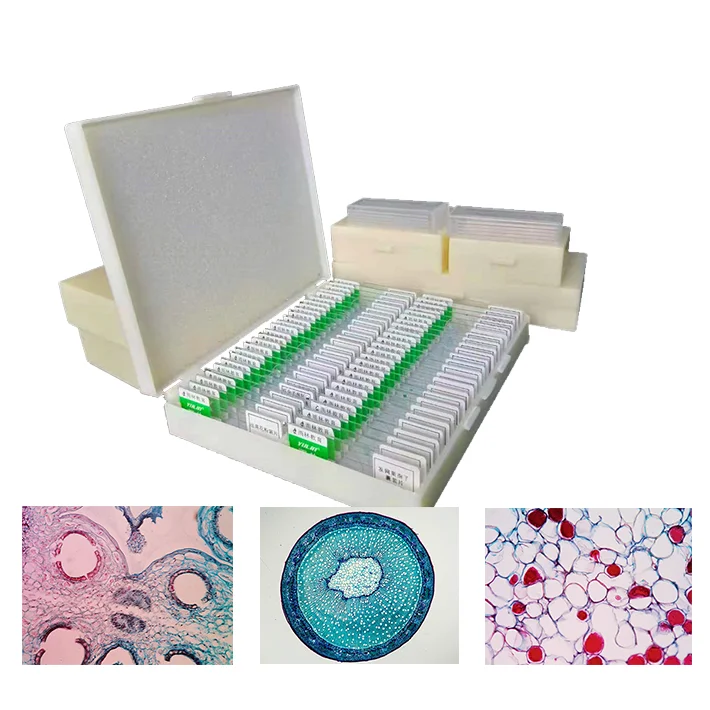 Mikroskop Objektträger Set - 12 Stück Biologische Proben Für Kinder