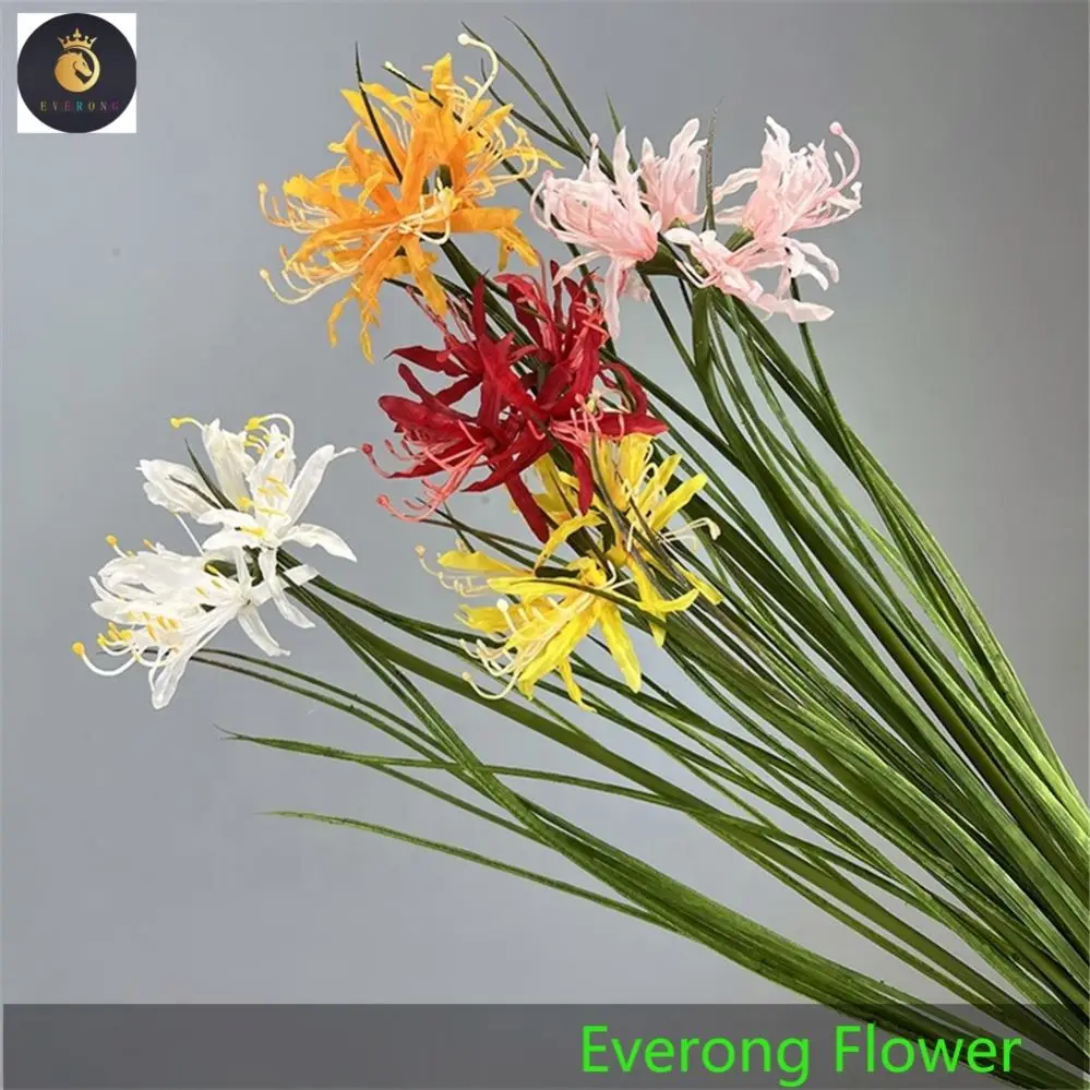 Lycoris.　1028 Lycoris radiata | Green Garden Cebulki kwiatowe