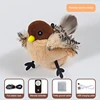Wings move + vocalize - House Sparrow Usb