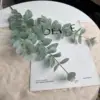 3-pronged Eucalyptus