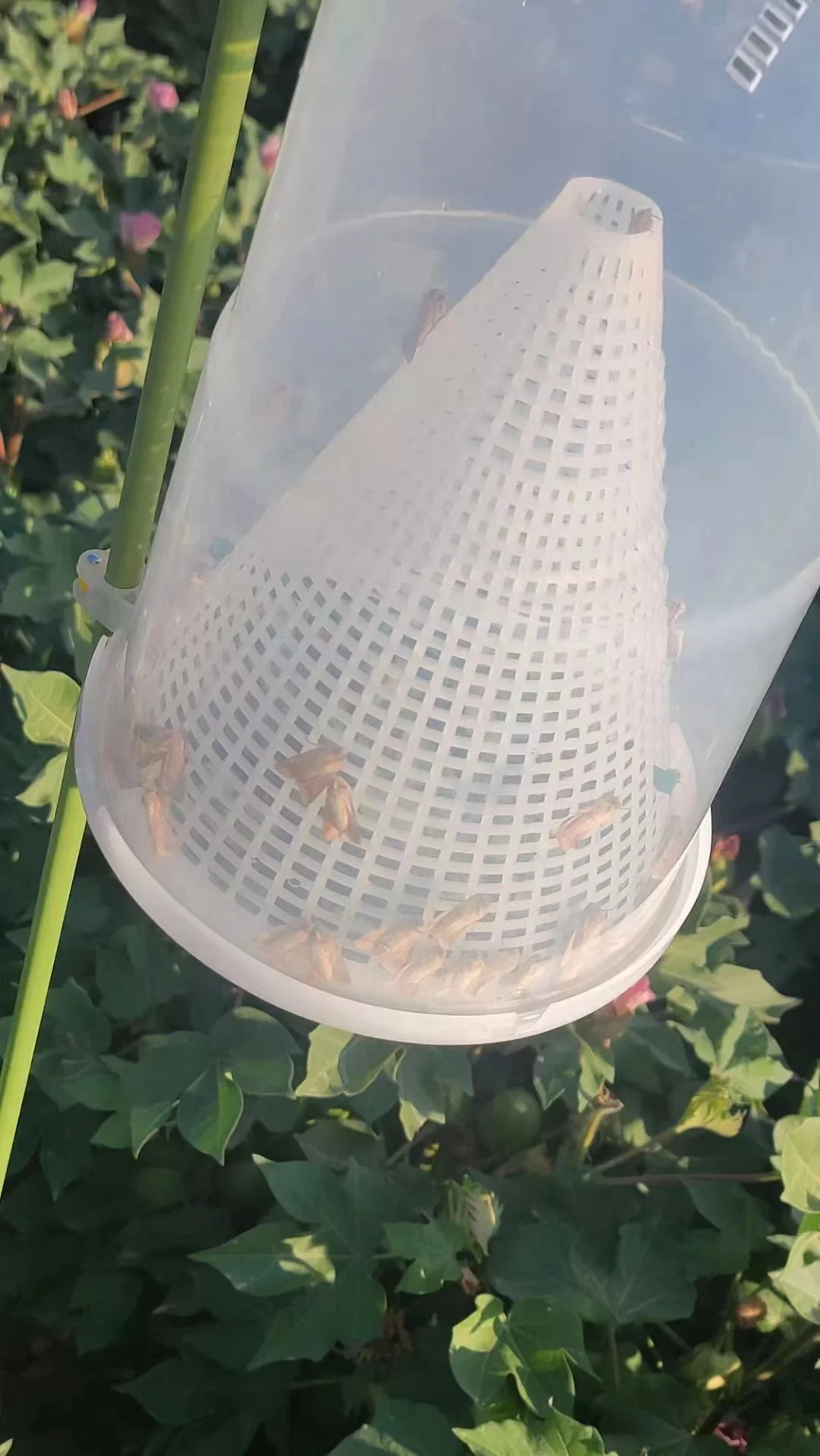 New Upgrade Effective Pheromone Moth Traps Hot Sale From Factory