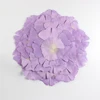 Viola delicato