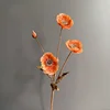 Arancione1