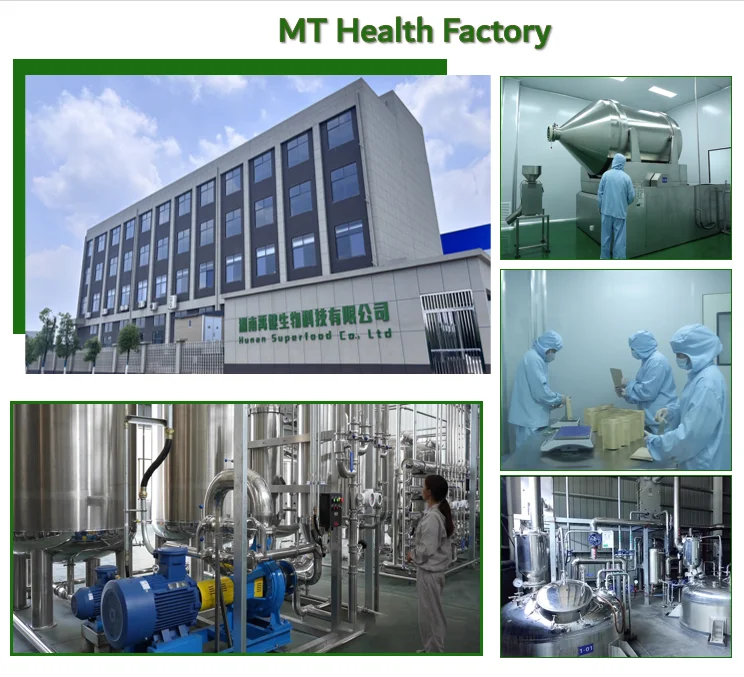 Free Sample Plant Extract Biota Grientalis Extract 10:1 High Quality Biota Grientalis Extract Thuja Orientalis Powder